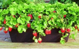 Клубника в квартиру на подоконник (6 шт в упаковке)